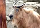 動物図鑑・ゴールデンターキン 3
